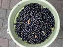 Aronia ekologiczna