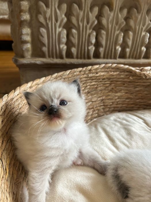 Ragdoll kocurek Archi