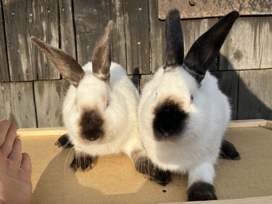 Samczyk kalifornijski czarny