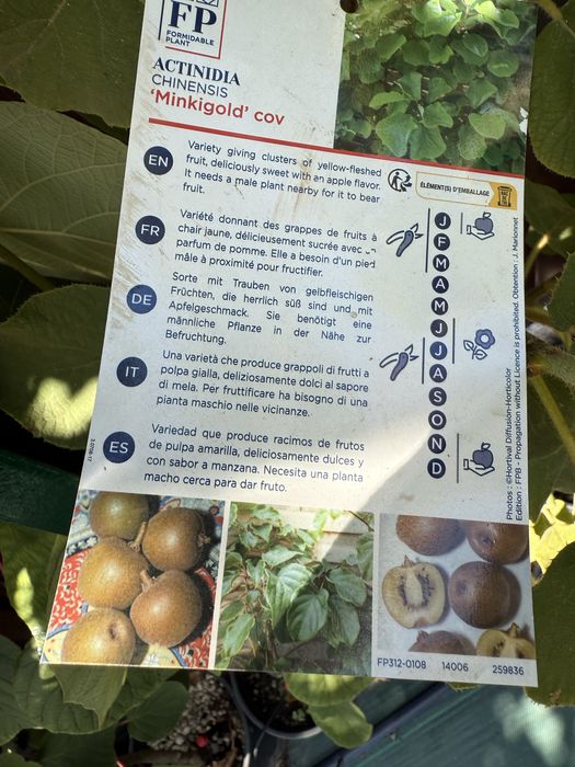 В продаже киви Италия ( Актинидия)