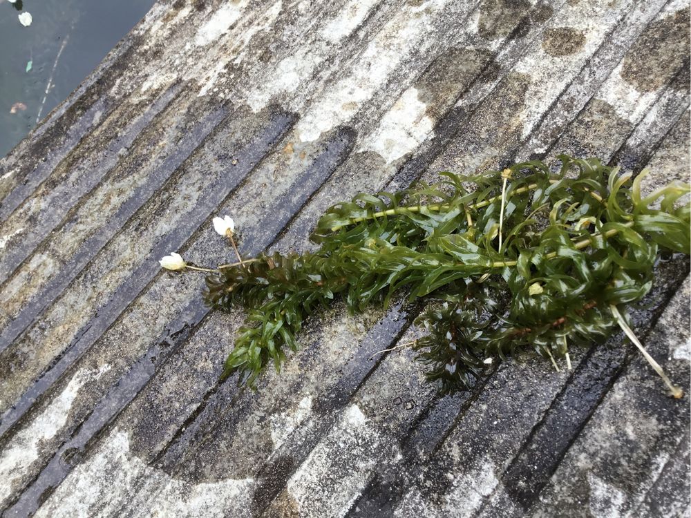 Plantas para lago ou aquário água  fria