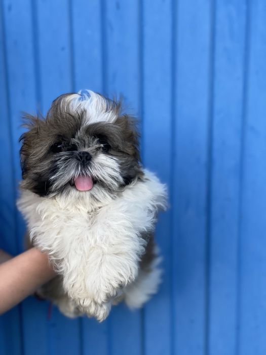 Хлопчик і дівчинка шитцу  шукає мам пап