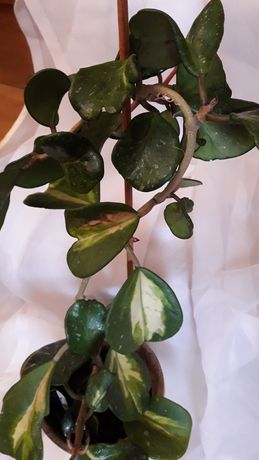 Hoya Obowata variegata Picta