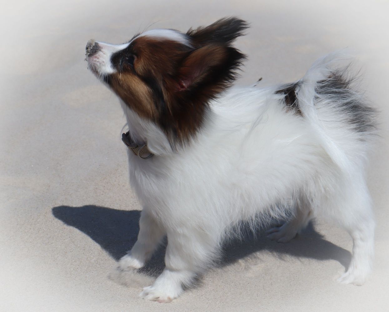 Papillon ZKWP/FCI - Pies- urodzony 13.03.2025r.- zarezerwowany