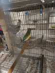 Diamantes gould, estrela, bengalins e agapórnis