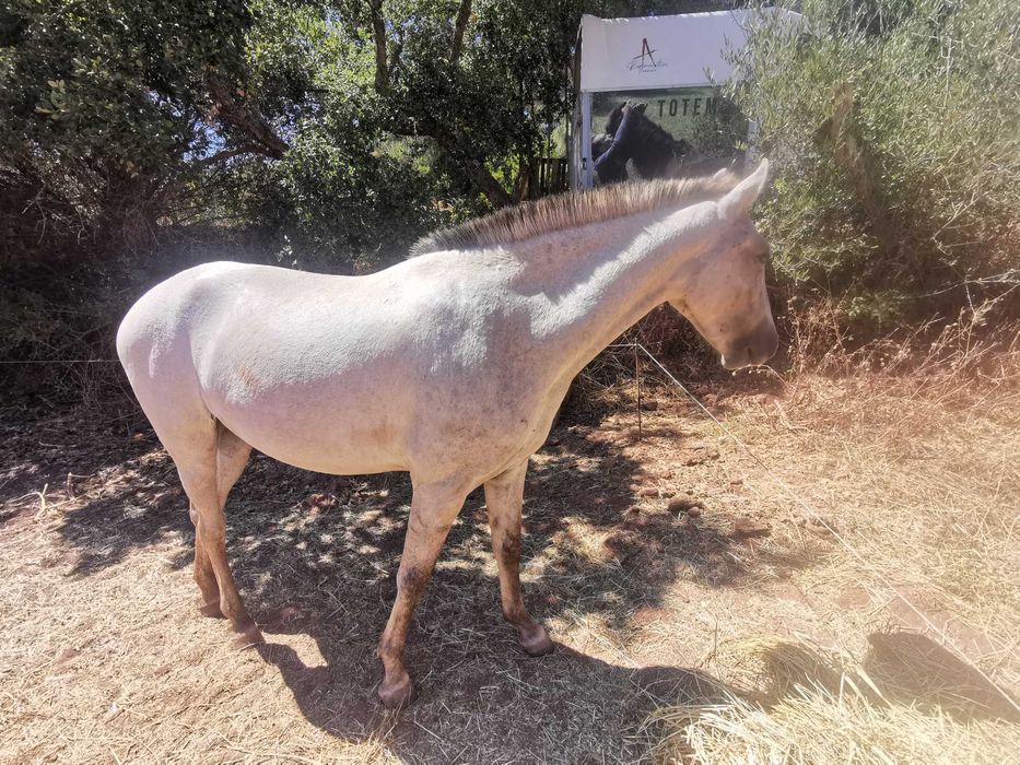 Sorraia x Lusitano lindissima e meiga