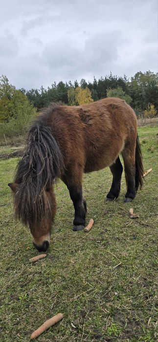 Sprzedam samicę mini shetland