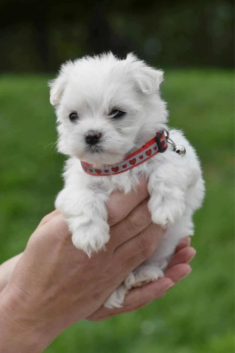 Maltańczyk piesek FCI