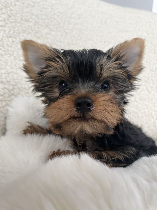 Чистопородні дівчата йоркширського терєра