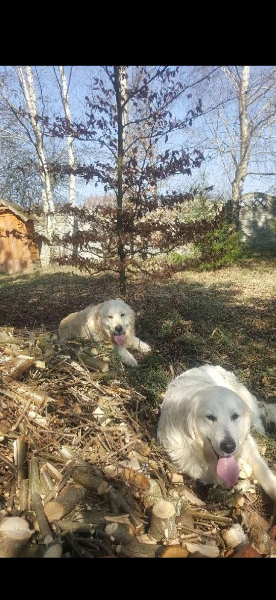 Pies Golden Retriever z Rodowodem i pełną dokumentacją FCE