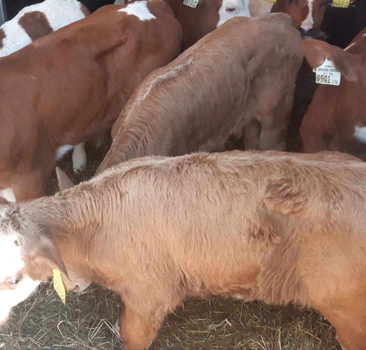 Miesne cieleta byczki