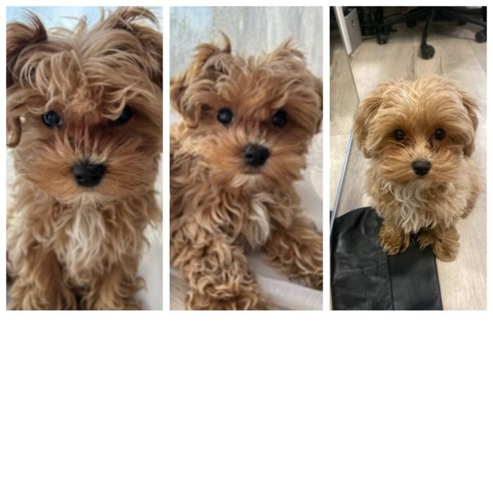 Maltipoo suczka pudel miniaturowy/maltańczyk