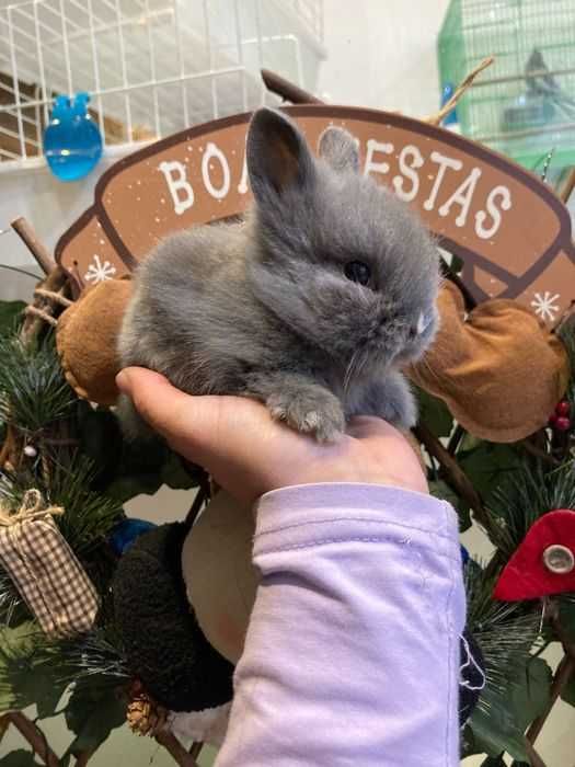 Coelhos Anões Mini Teddy , Mini Toy em Loja