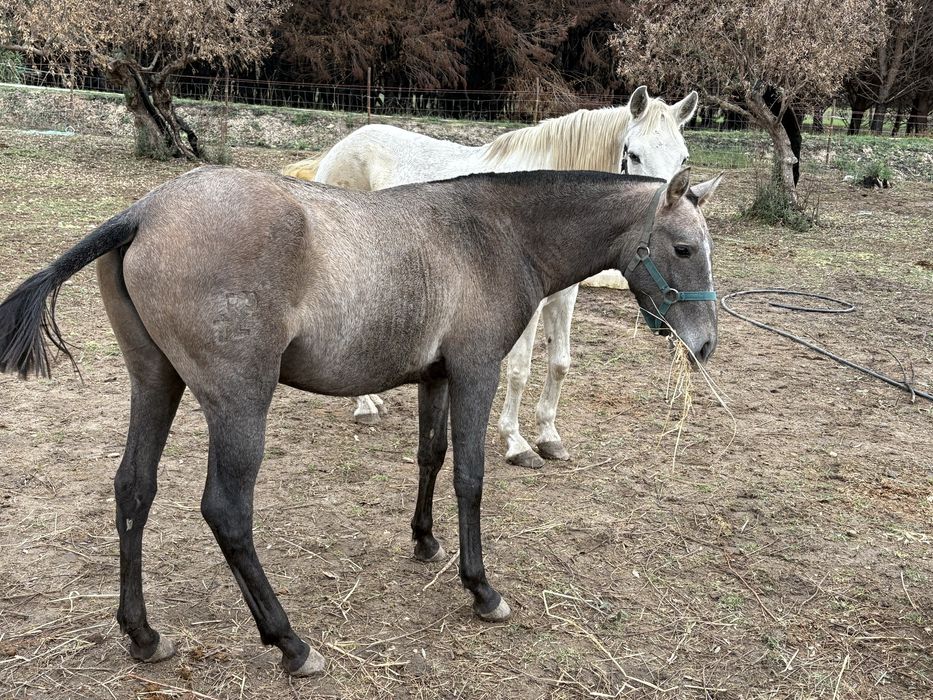 Poldra russa ano e meio
