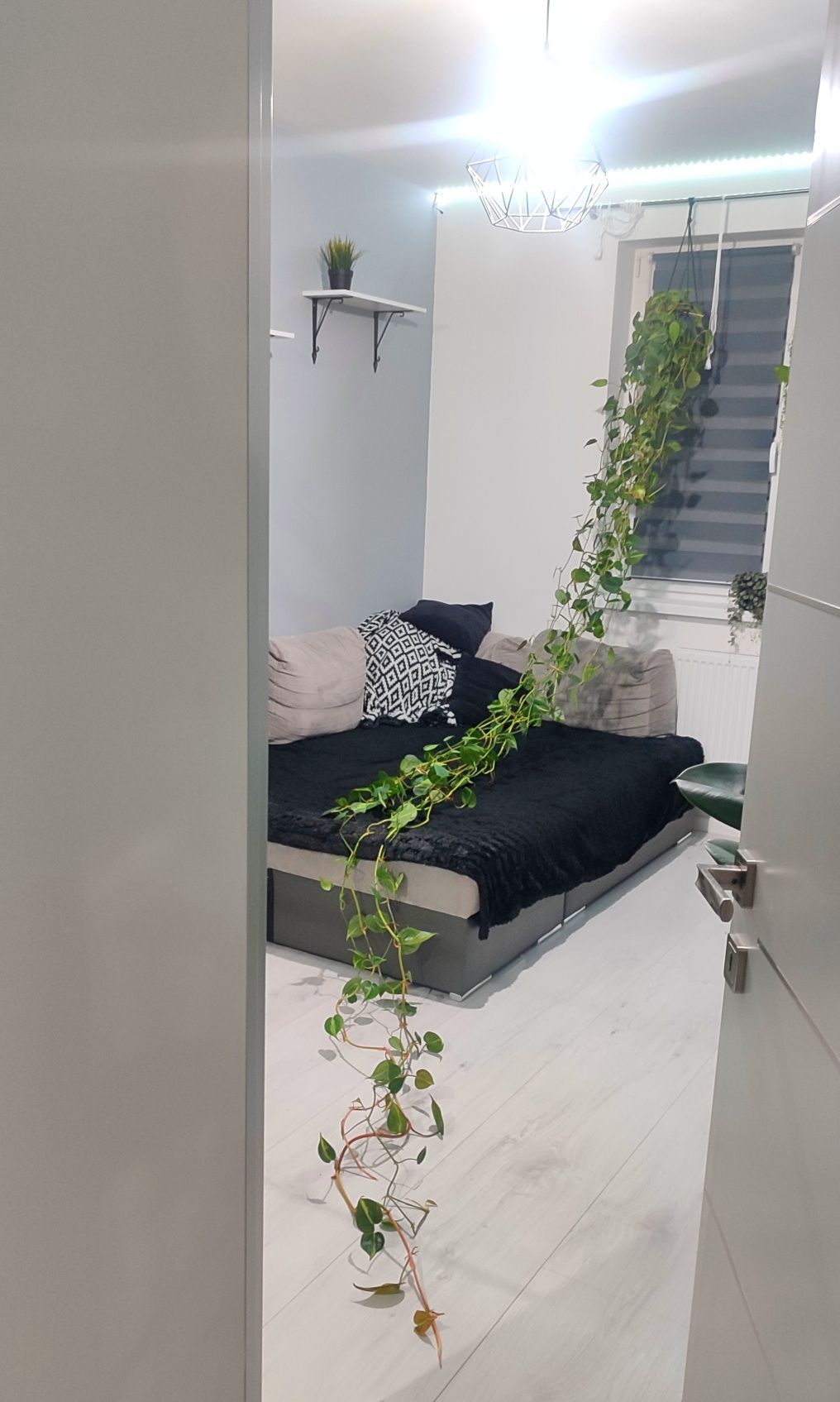 philodendron brasil 5m filodendron epipremnum scandens długie roślina