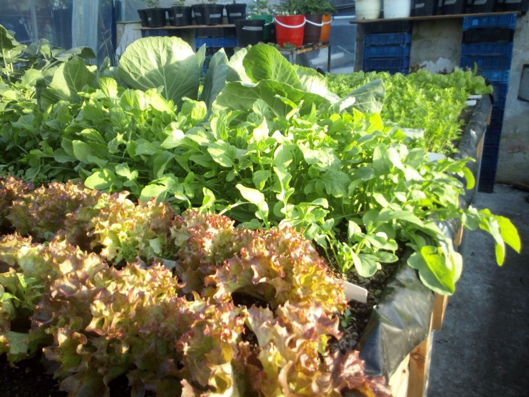 Torf ziemia humus na worki ph6-7 50litrów 25kilogramów transport