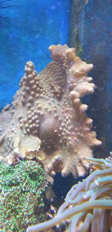 Sprzedam lobophyton morskie korale koralowiec