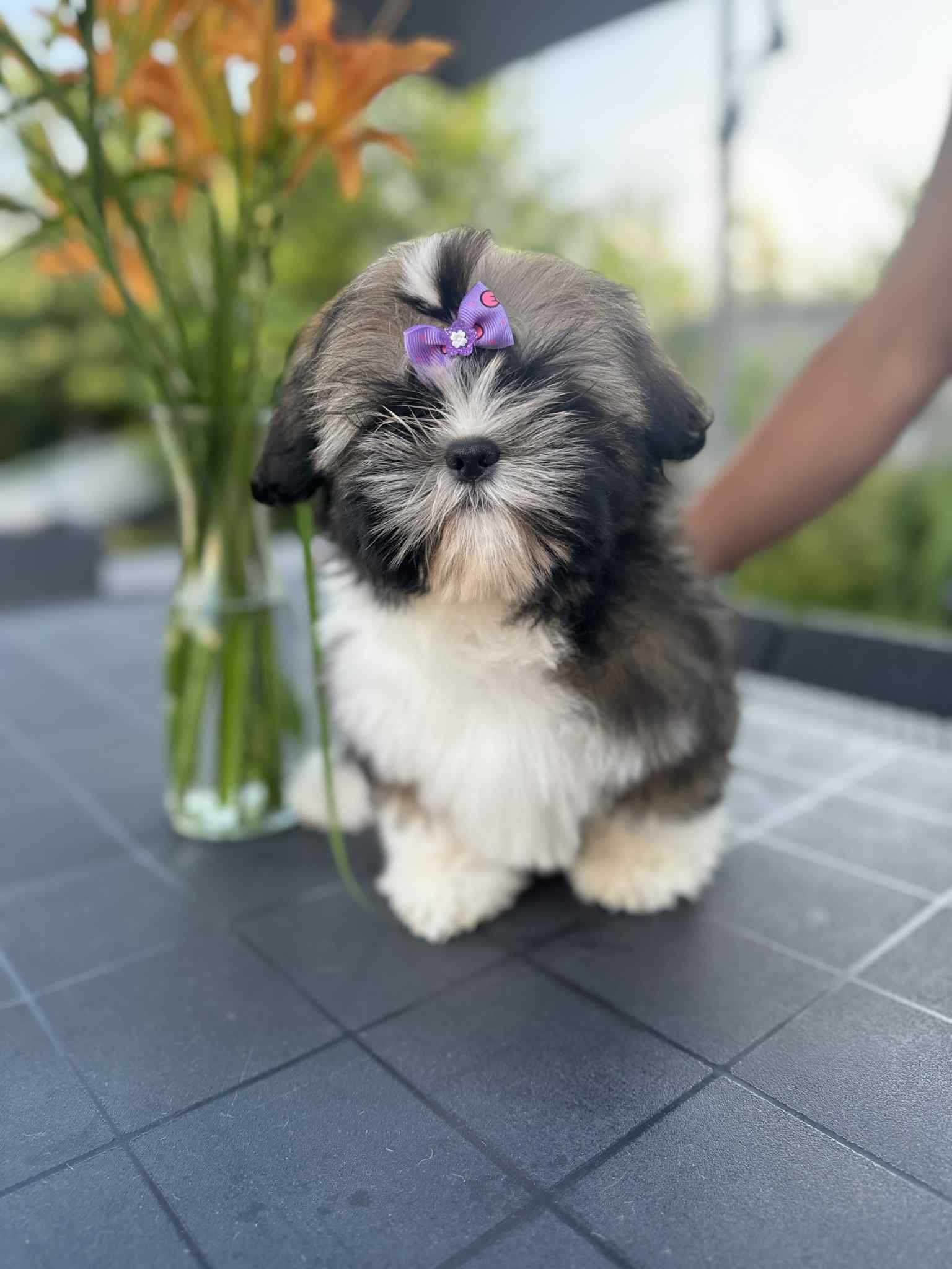 Shih Tzu szczeniaczek  ZkwP FCI