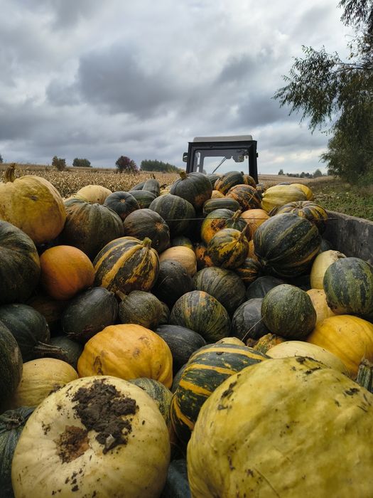 Dynia bez lupinowa dla zwierząt. 0,50gr kilogram