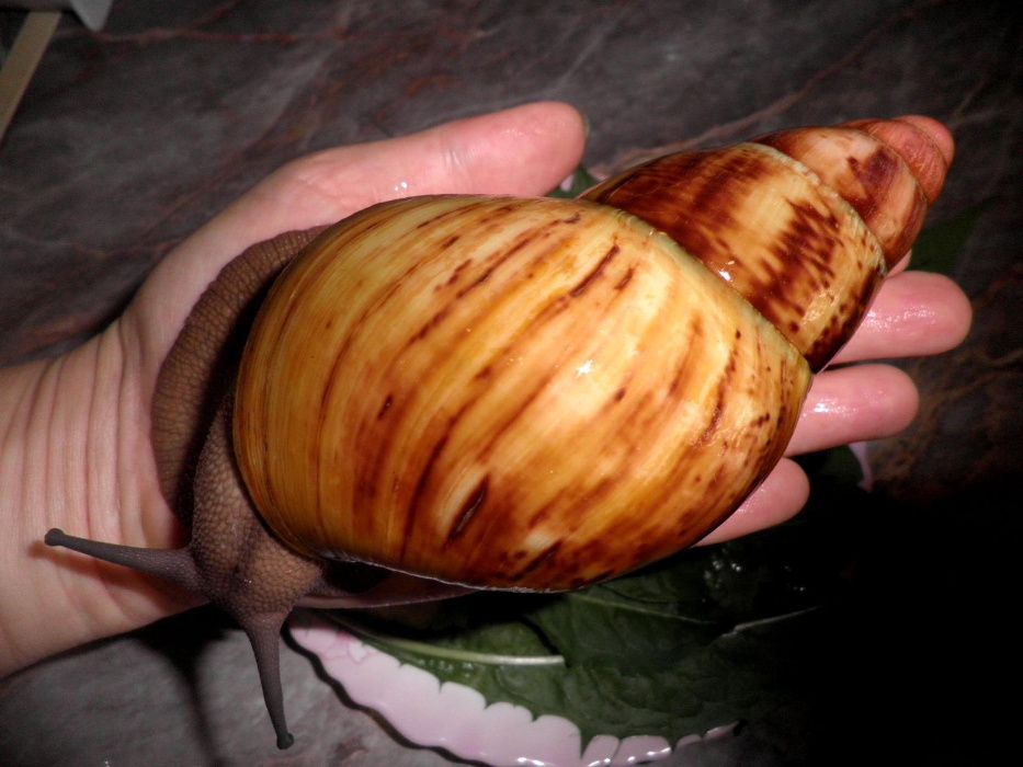 Улитки Архахатины Маргината вар.Сутуралис.