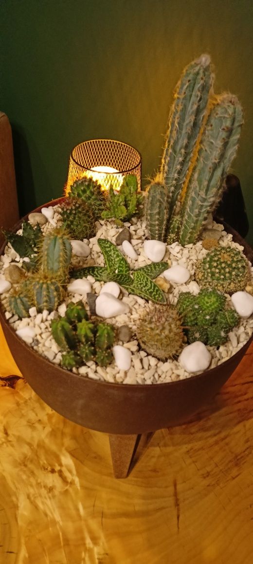 Donica z kaktusami
