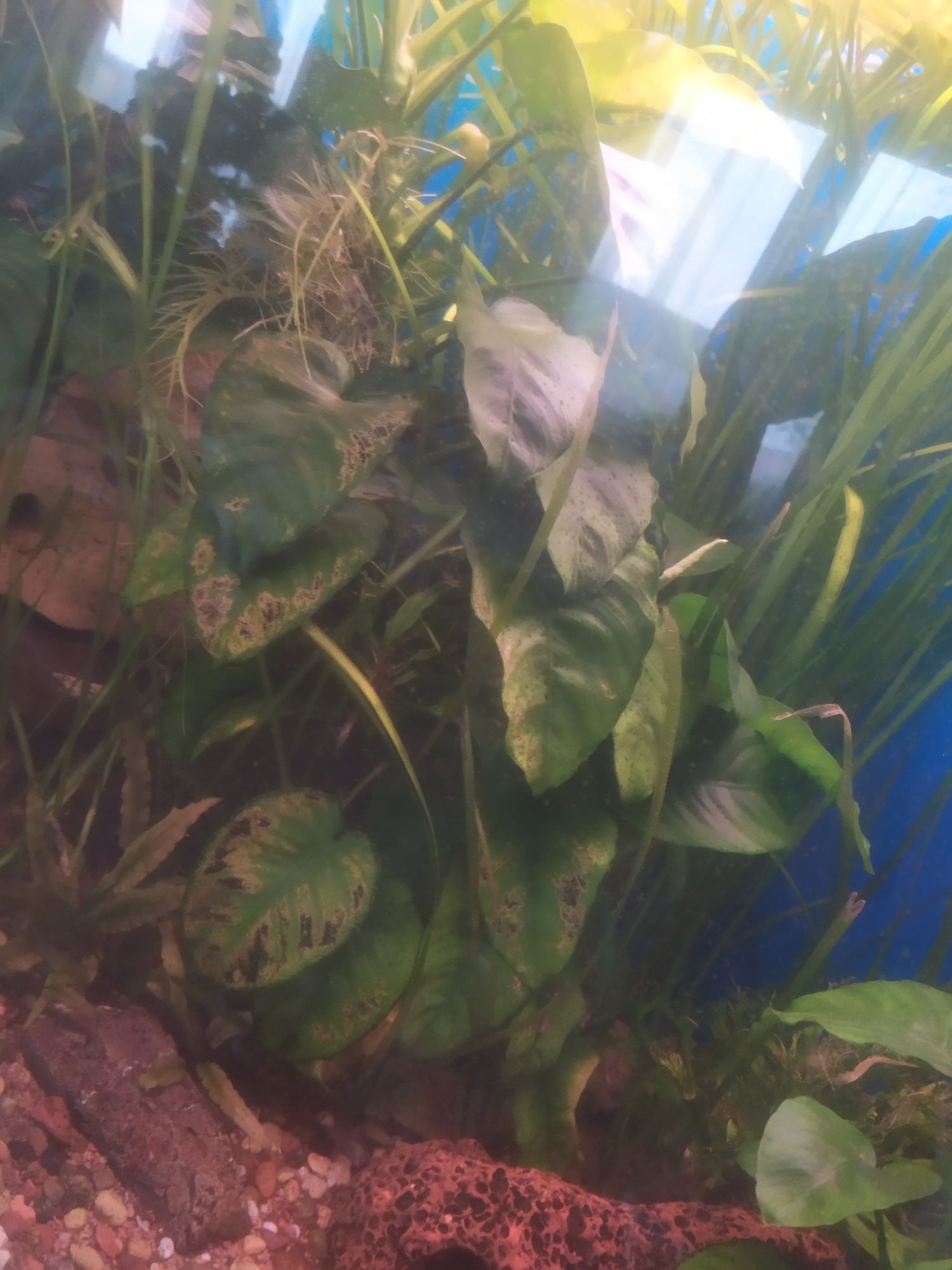 Anubias zaszczepki ,duże rosliny