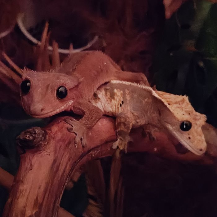 Sprzedam lub zamienię gekony orzęsione