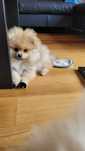 Szpic/ pomeranian miniatrowy z rodowodem
