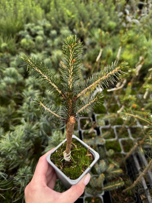 Туя смарагд.Однорічні прищеплені (привиті) хвойні рослини