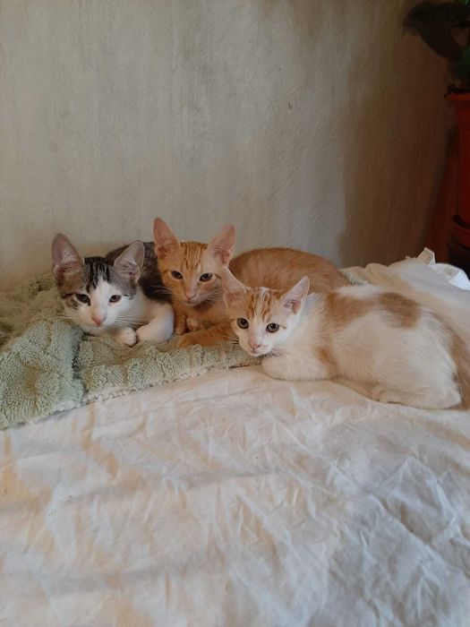 4 lindos gatinhos asseados, já comem e são muito brincalhões
