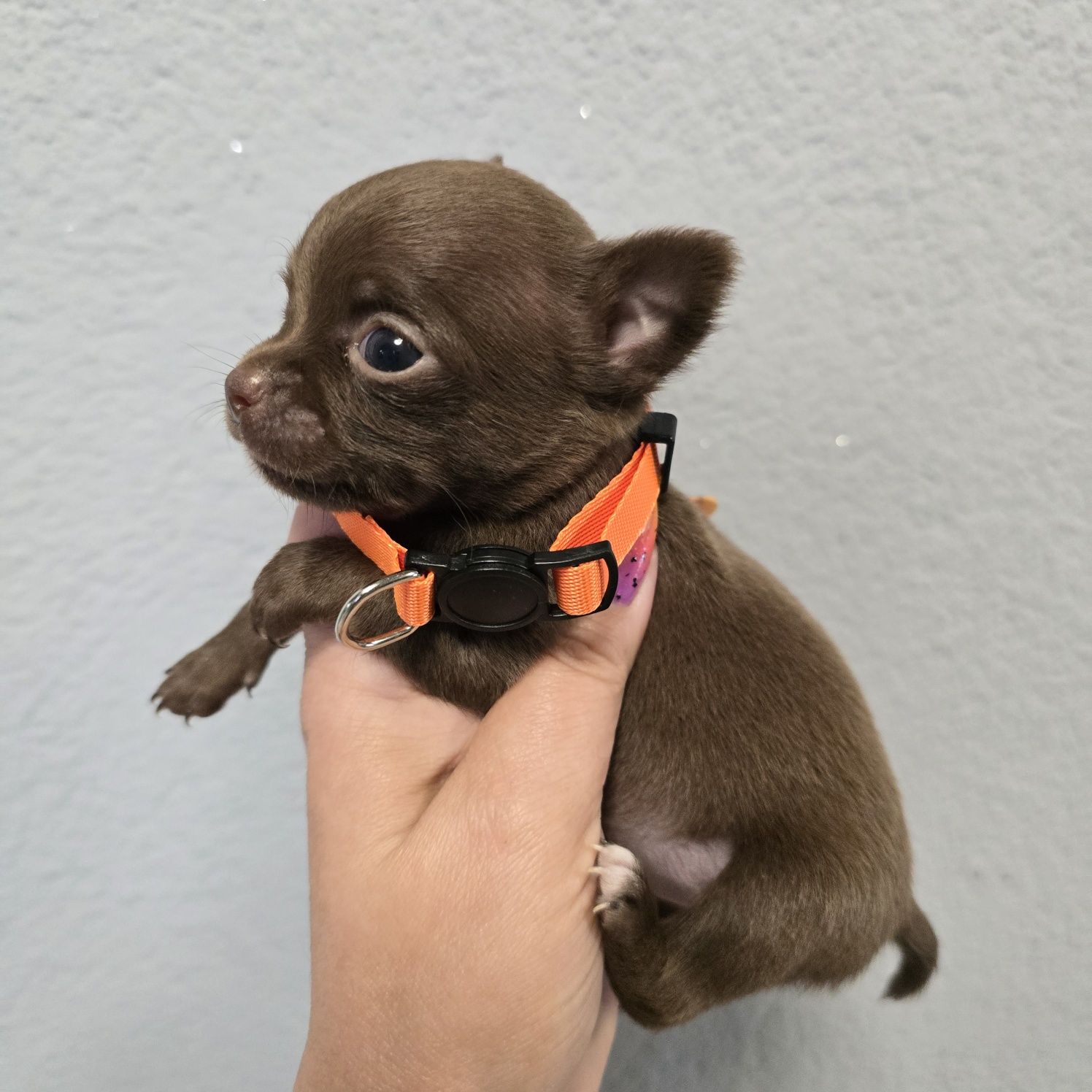 Chihuahua samiec choco czekoladowy
