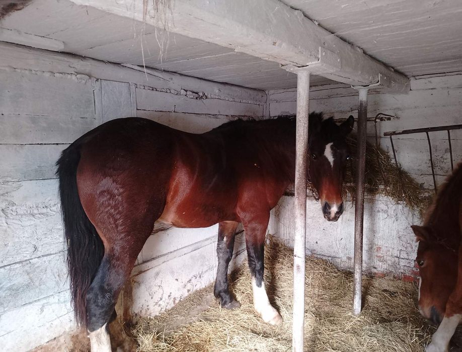 Доброго продам молодого жеребця