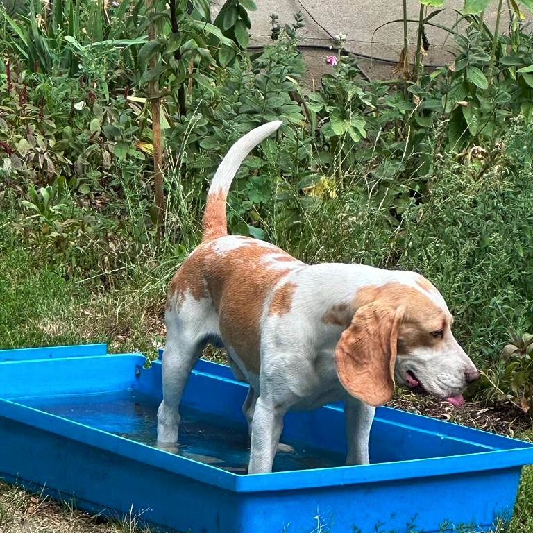 3 beagle szukają KOCHAJĄCEGO DOMU