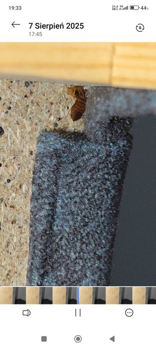 Likwidacja pluskiew. Odpluskwianie. Skutecznie z Gwarancją. InsektSTOP