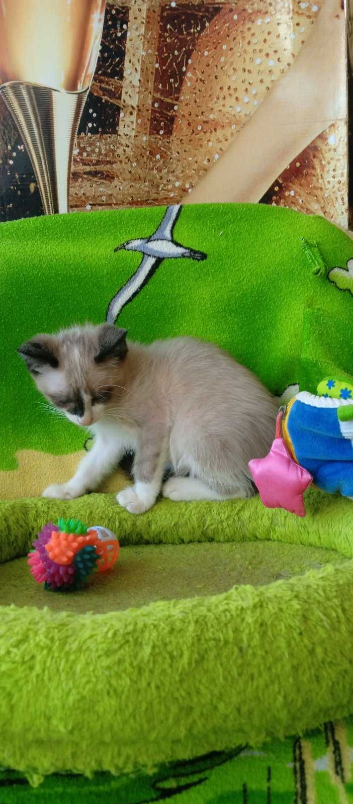 Котёнок сиамского окраса, 2 мес.