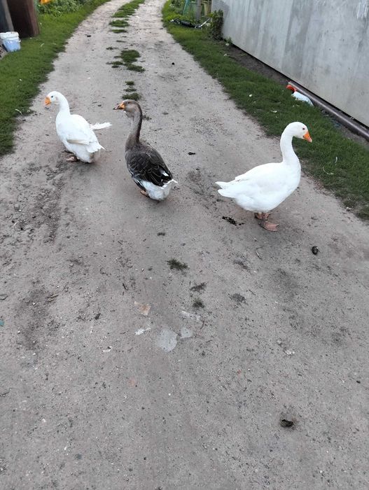 Gęsior i dwie gąski - sprzedam