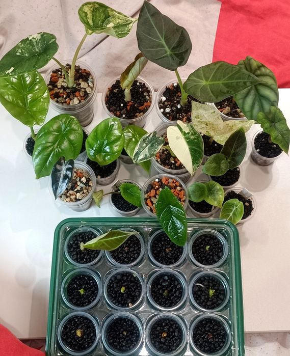 Распродажа растений