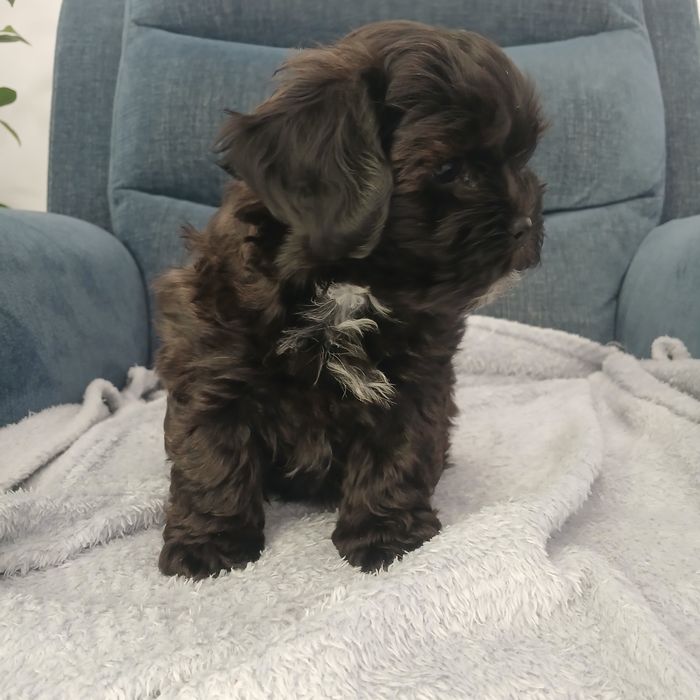 Pies samiec Shihpoo – Pudel miniatura red i Shih tzu tricolor.