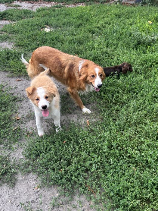Border collie- piesek ee-red
