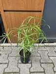 Cyperus alternifolius papirus