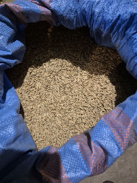 Sprzedam tegoroczny owies Eos