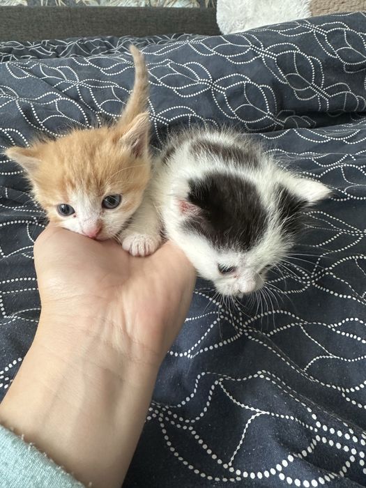 Кошеня безкоштовно