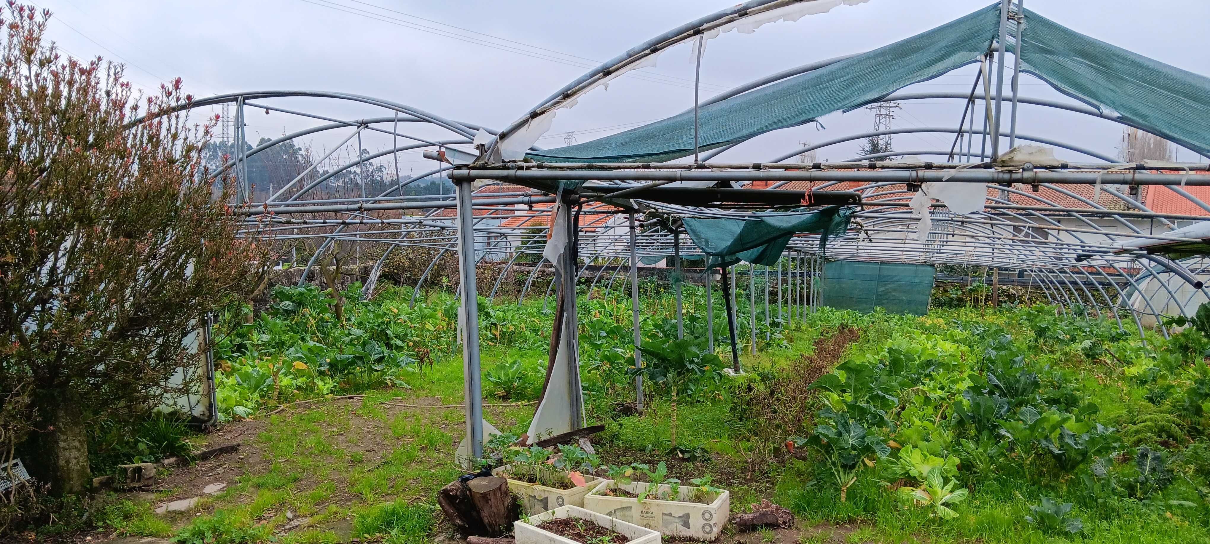 Viveiro de hortícolas, estufa