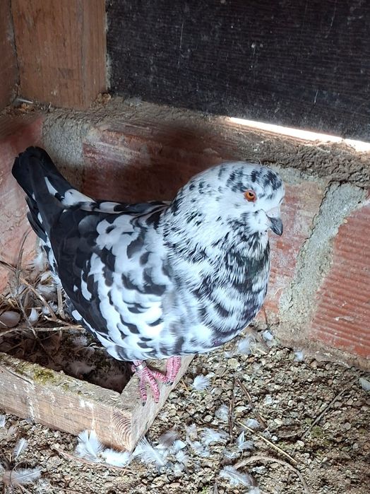 Pombos raça show King para venda