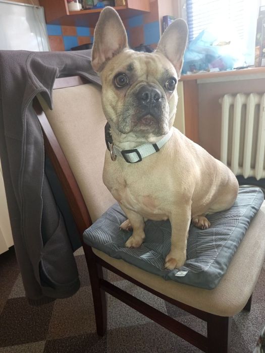 Oddam w dobre ręce psa buldog francuski