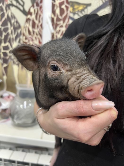 Міні піг дівчинка, міні свинка