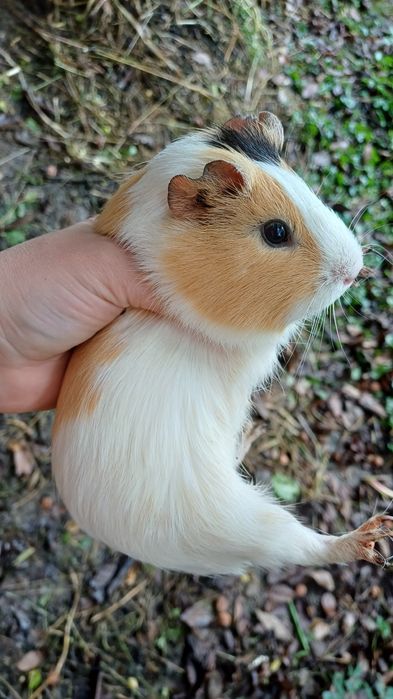 Морська свинка дівчинка