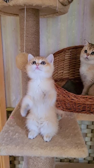 Класнючая Девочка золотая шиншилла