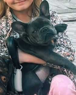 Французький бульдог все документи продам