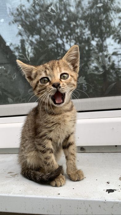 Отдам котика бесплатно